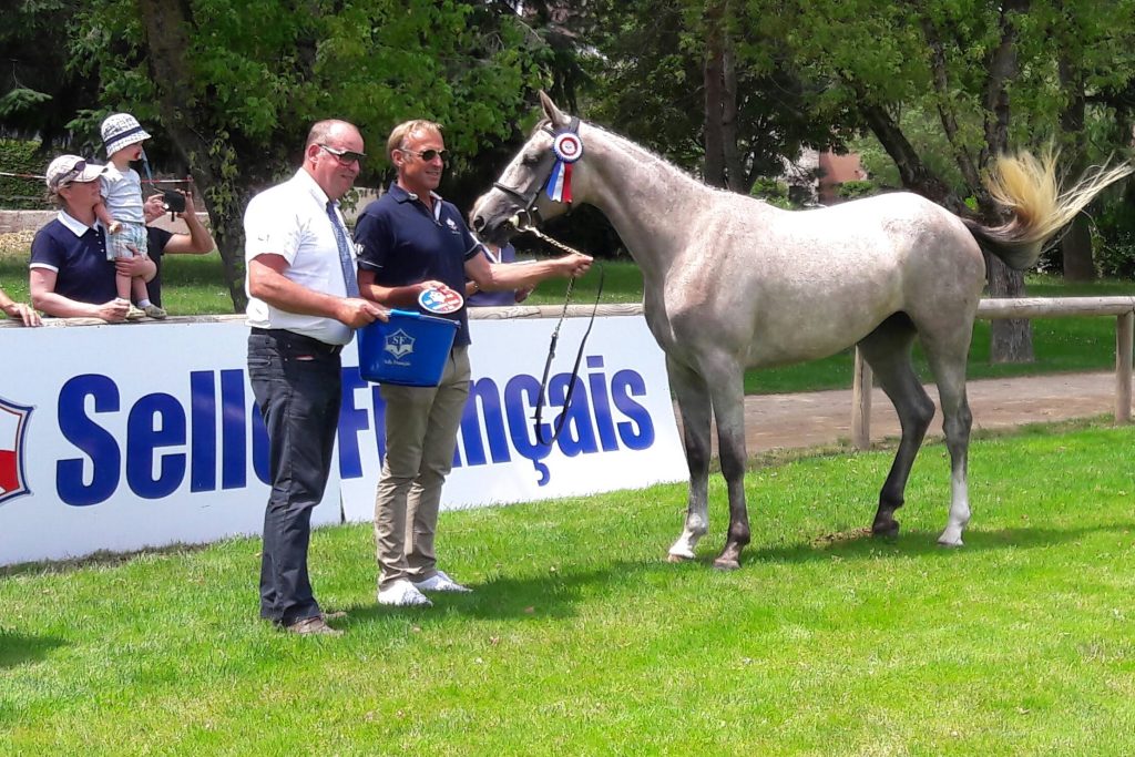 Expert en chevaux de sport