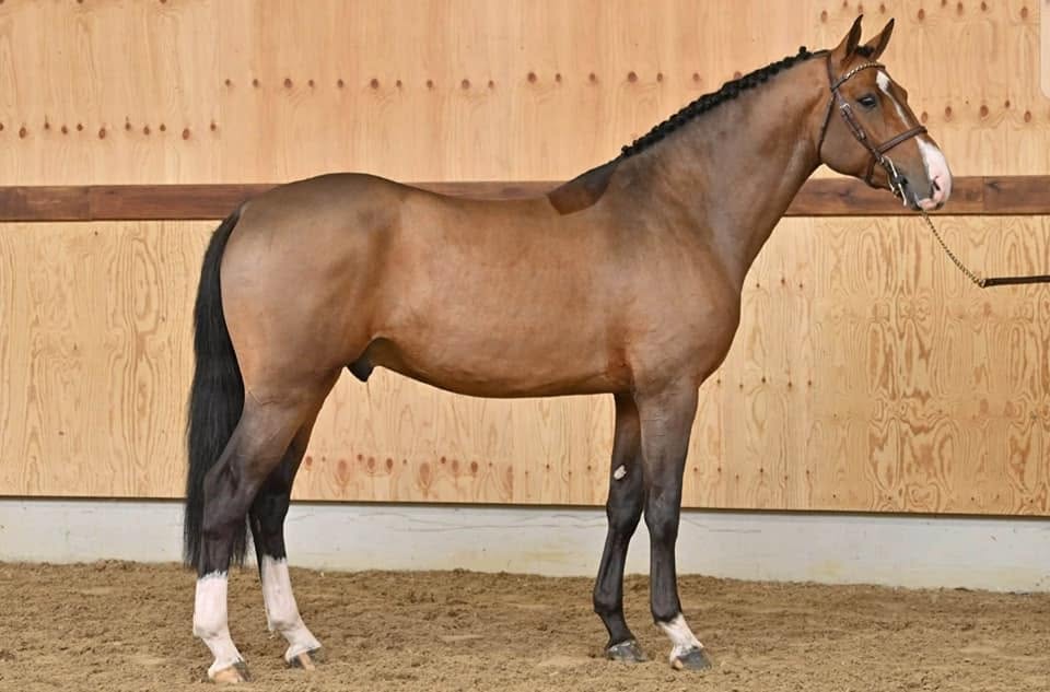 Ventes de chevaux de sport